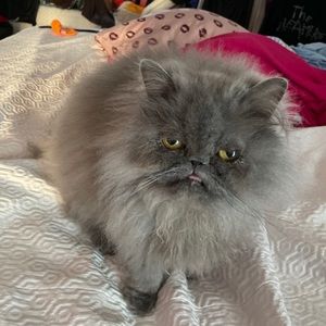 Meet your Posher, Matthew